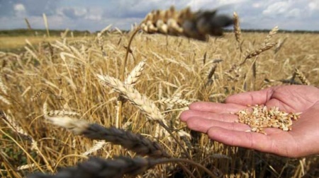 Türkiye de alarmda! Rus buğdayı inceleniyor...